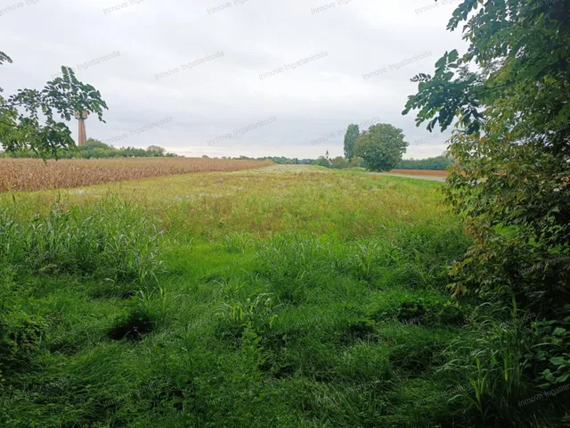 Eladó telek Buzsák 6000 nm