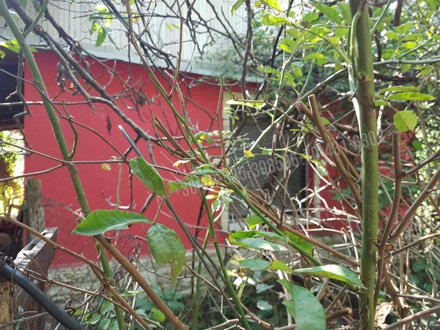 Eladó mezőgazdasági ingatlan Albertirsa 70 nm