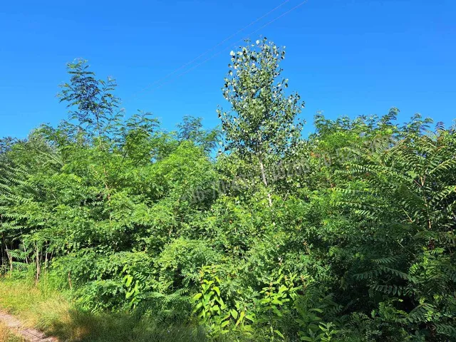 Eladó mezőgazdasági ingatlan Nyársapát 9449 nm