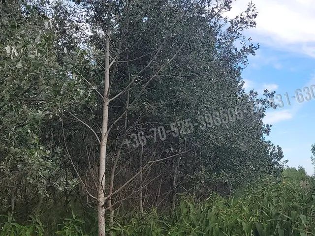 Eladó mezőgazdasági ingatlan Mikebuda 48078 nm