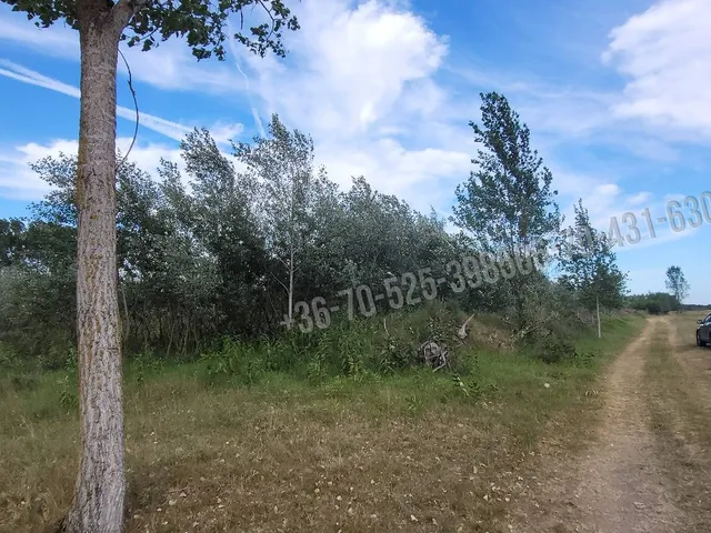 Eladó mezőgazdasági ingatlan Mikebuda 48078 nm