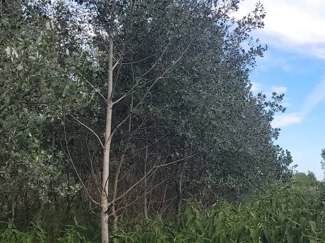 Eladó mezőgazdasági ingatlan Mikebuda 48078 nm