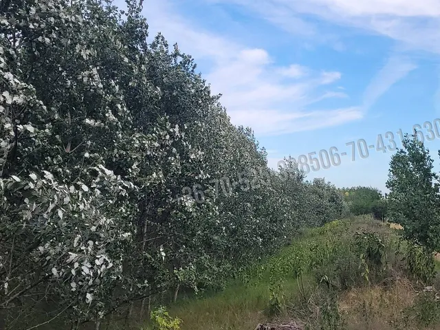 Eladó mezőgazdasági ingatlan Mikebuda 48078 nm