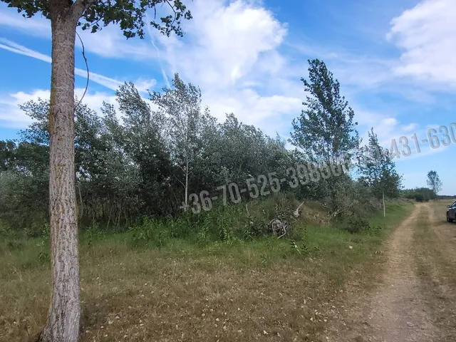 Eladó mezőgazdasági ingatlan Mikebuda 48078 nm