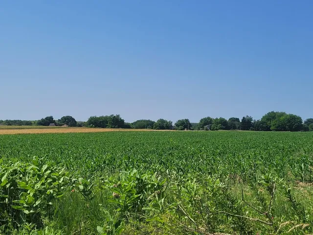 Eladó mezőgazdasági ingatlan Albertirsa 4204 nm