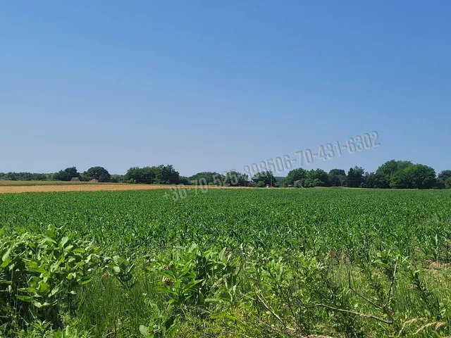 Eladó mezőgazdasági ingatlan Albertirsa, 0251 es út 4204 nm
