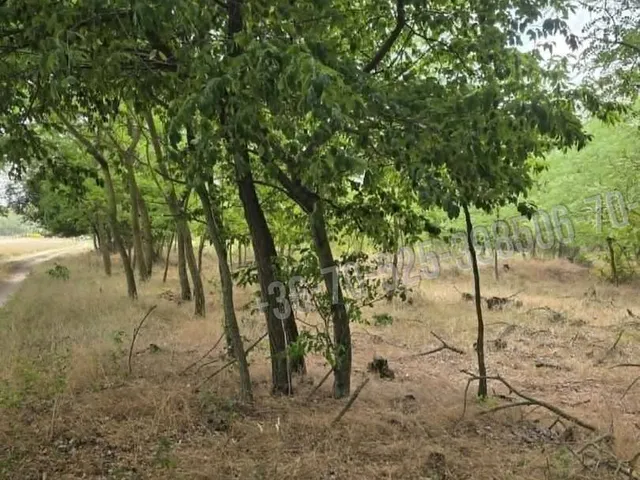 Eladó mezőgazdasági ingatlan Mikebuda 2877 nm