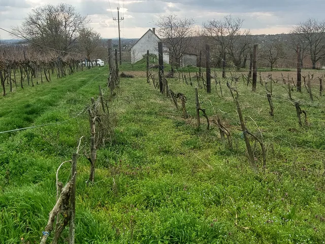 Eladó mezőgazdasági ingatlan Mohács 36 nm