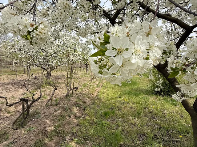 Eladó telek Paks 2923 nm