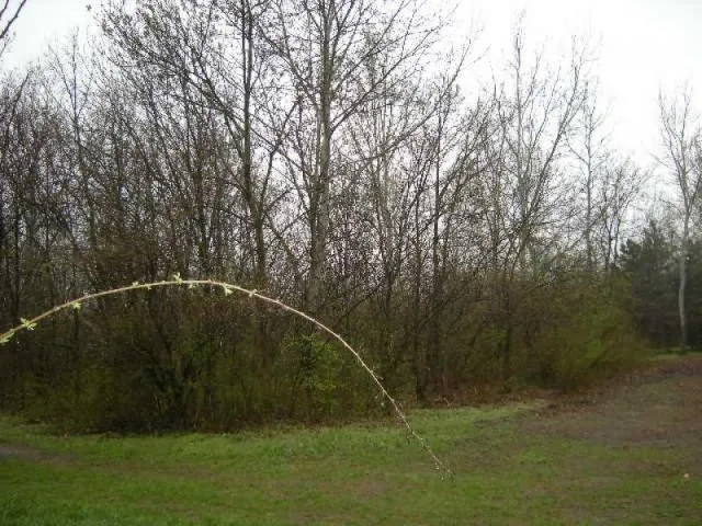 Eladó telek Kecskemét, Matkó 60000 nm