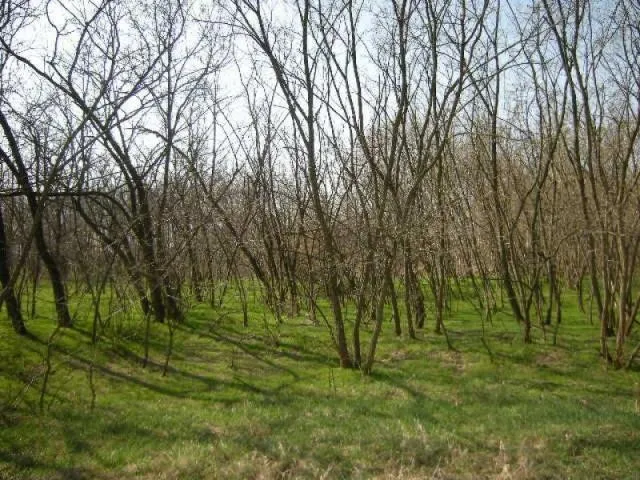 Eladó telek Kecskemét, Matkó 60000 nm