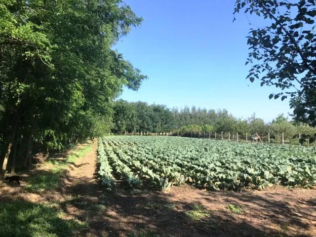 Eladó mezőgazdasági ingatlan Kecskemét, Talfája 70 nm