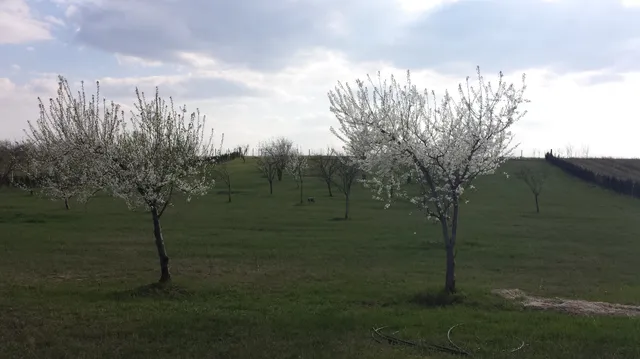 Eladó telek Kecskemét, Máriahegy 10457 nm