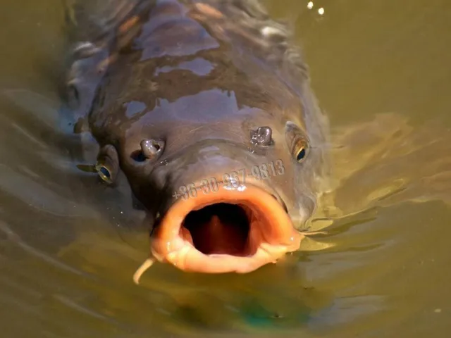 Eladó telek Békés 254 nm