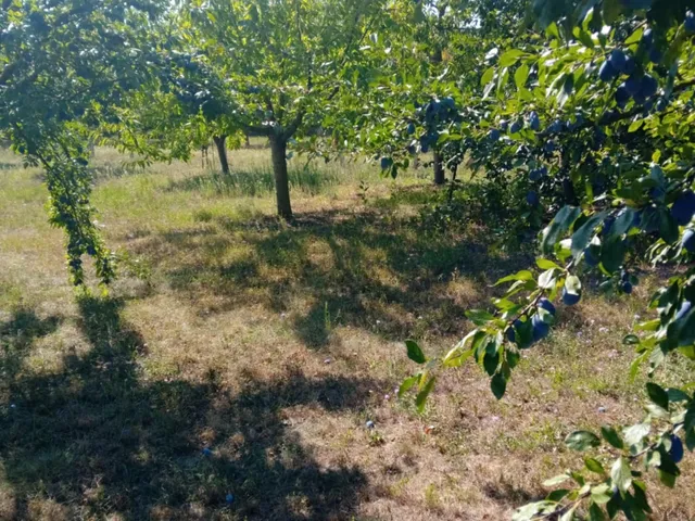 Eladó telek Gyomaendrőd, Gyoma 1836 nm