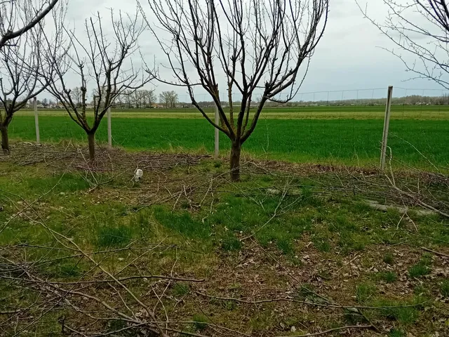 Eladó telek Békésszentandrás, Sirató 2945 nm