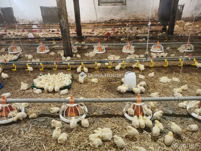 Eladó mezőgazdasági ingatlan Bakonyszombathely 1200 nm