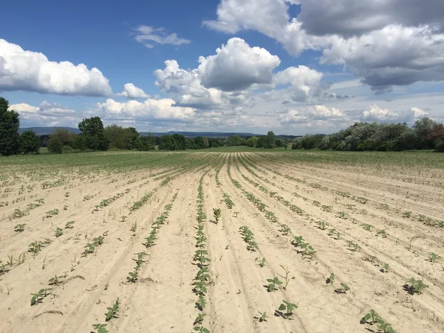 Eladó telek Bicske, Kanizsai utca 5000 nm