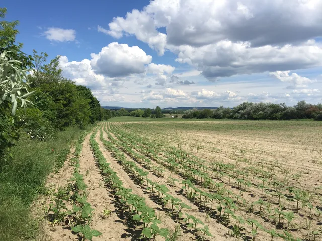 Eladó telek Bicske, Kanizsai utca 3000 nm