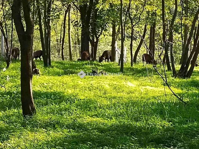 Eladó telek Felcsút, Fő utca 3249 nm