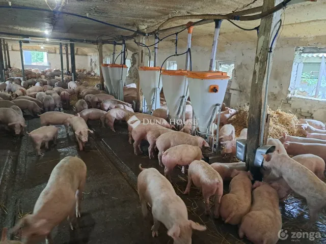 Eladó mezőgazdasági ingatlan Ászár 2500 nm