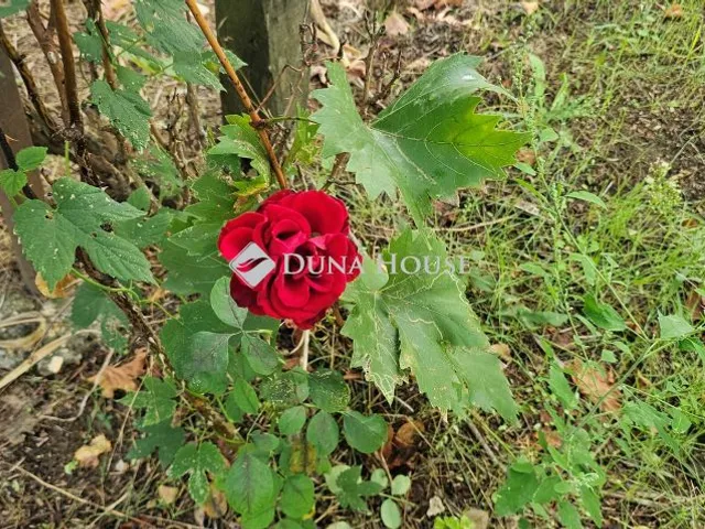 Eladó mezőgazdasági ingatlan Kóka, Nincs utca 50 nm