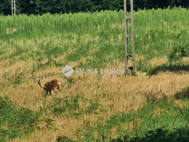 Eladó mezőgazdasági ingatlan Üllő 89340 nm