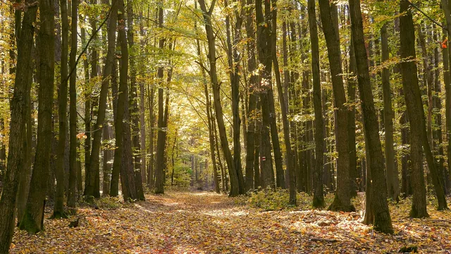 Eladó mezőgazdasági ingatlan Újlengyel, Dánosi dűlő 15000 nm