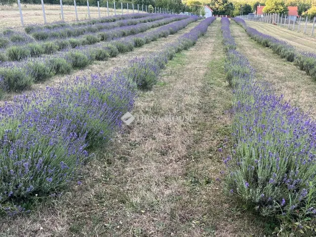 Eladó telek Gödöllő 6585 nm