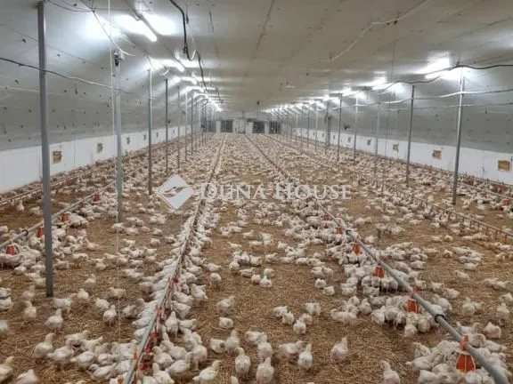 Eladó mezőgazdasági ingatlan Mátyásdomb 2700 nm