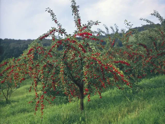 Eladó telek Fülöpháza 64302 nm