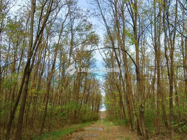 Eladó telek Csengele 75629 nm