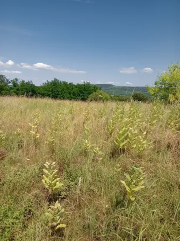 Eladó telek Látrány, Tó utca 1500 nm