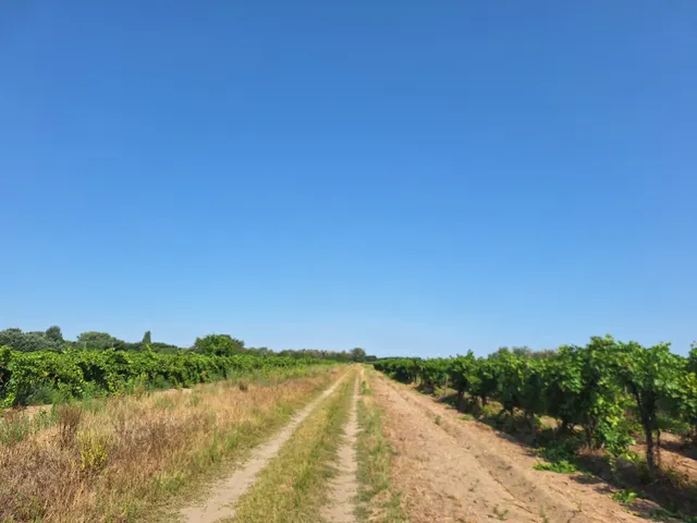 Eladó mezőgazdasági ingatlan Kecskemét