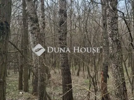 Eladó mezőgazdasági ingatlan Kunszentmiklós 104000 nm