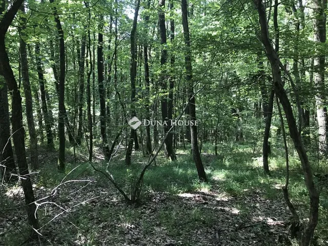 Eladó telek Kismaros 1003 nm