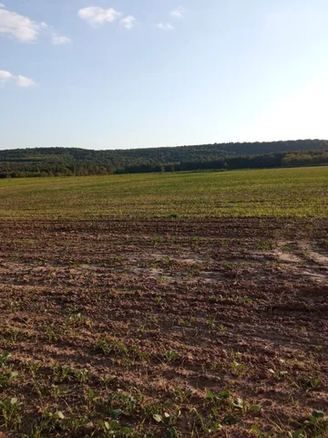 Eladó mezőgazdasági ingatlan Isaszeg 15186 nm