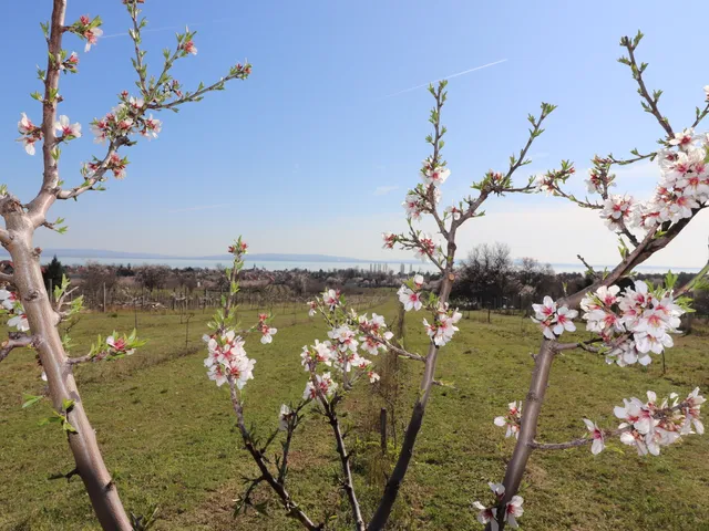 Eladó telek Balatonakali 6112 nm