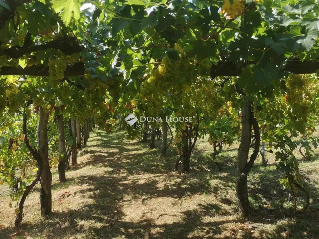 Eladó telek Tokaj 4035 nm