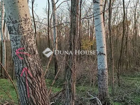 Eladó mezőgazdasági ingatlan Kerekegyháza 135655 nm