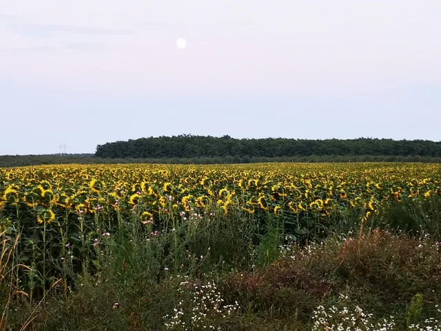 Eladó telek Hatvan 84180 nm