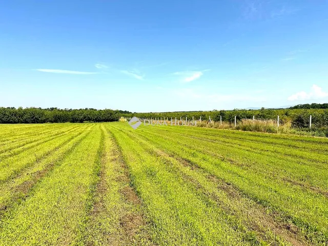 Eladó mezőgazdasági ingatlan Csány 190663 nm