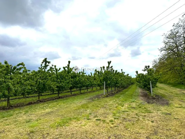 Eladó mezőgazdasági ingatlan Csány, Nincs utca 190663 nm