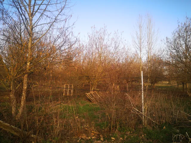 Eladó mezőgazdasági ingatlan Gyula, Törökzug, Külsőtötökzug 5484 nm