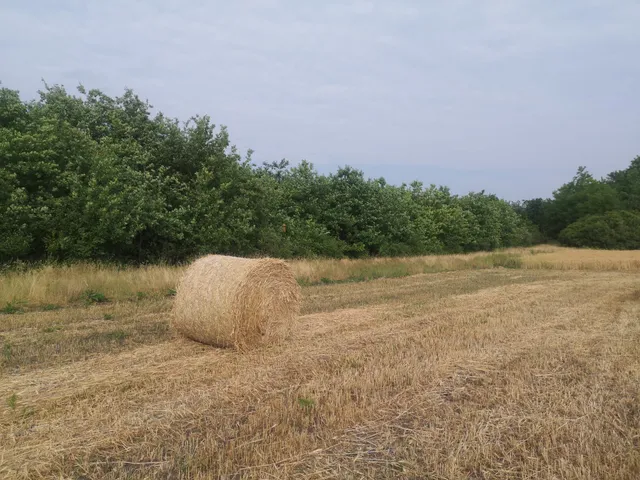 Eladó mezőgazdasági ingatlan Tótkomlós 573600 nm