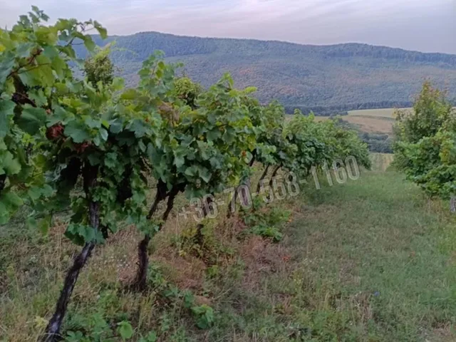 Eladó telek Szendehely 14999 nm