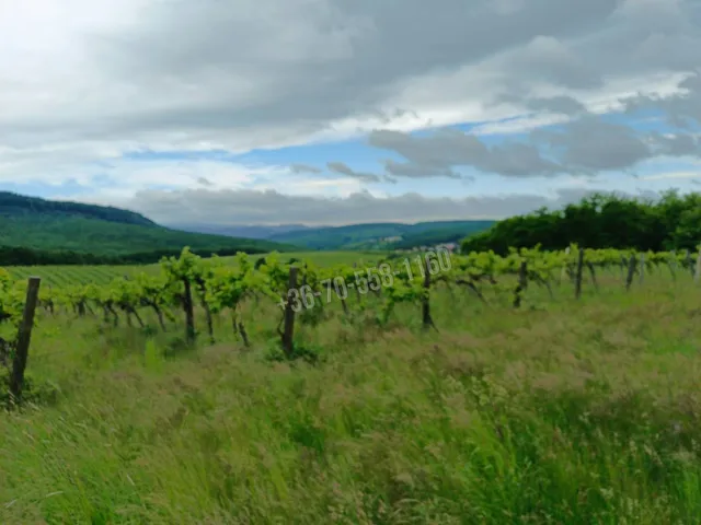 Eladó mezőgazdasági ingatlan Szendehely 11700 nm