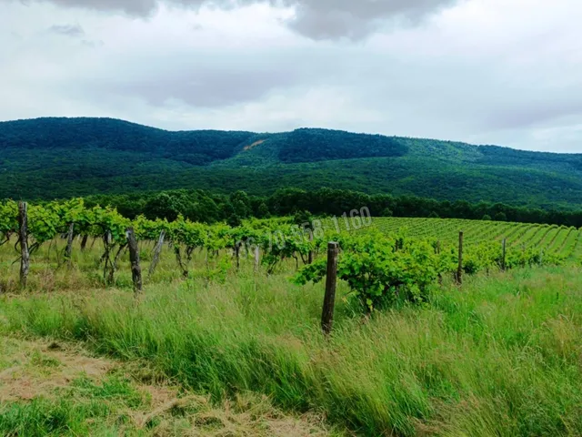 Eladó mezőgazdasági ingatlan Szendehely 11700 nm