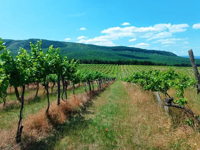 Eladó mezőgazdasági ingatlan Szendehely 11700 nm