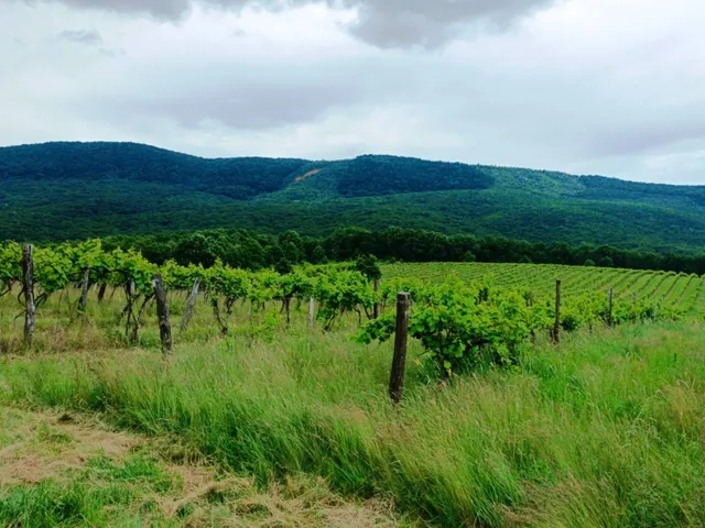 Eladó mezőgazdasági ingatlan Szendehely 11700 nm